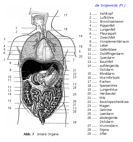 Innere organe