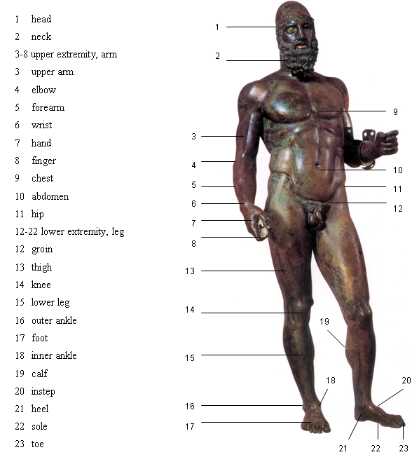 Figure 7: Human body, anterior view