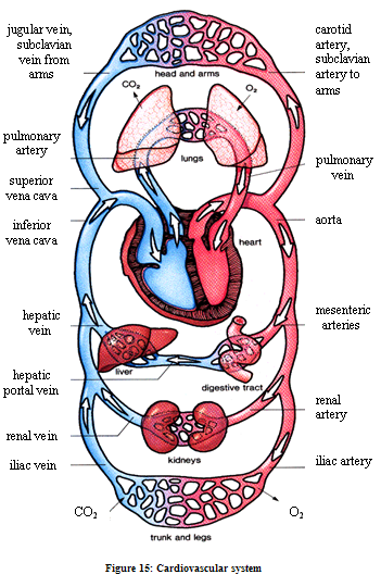 Figure 15: Cardiovascular system