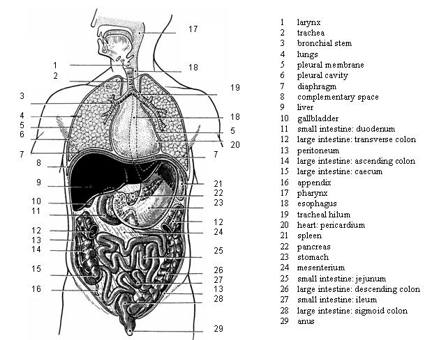 Figure 12 : Internal Organs