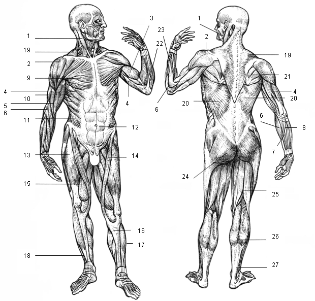 Figure 10: Muscular system, anterior and posterior view