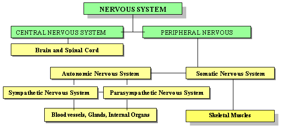 Figure 11: Organization of the Nervous System