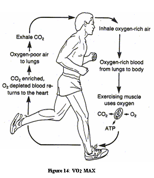 Respiratory physiology and resting values exercising