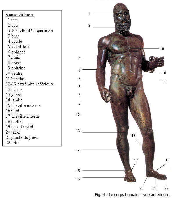 Les différentes parties du corps humain