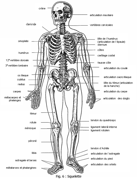 les organes et les parties du corps humain 