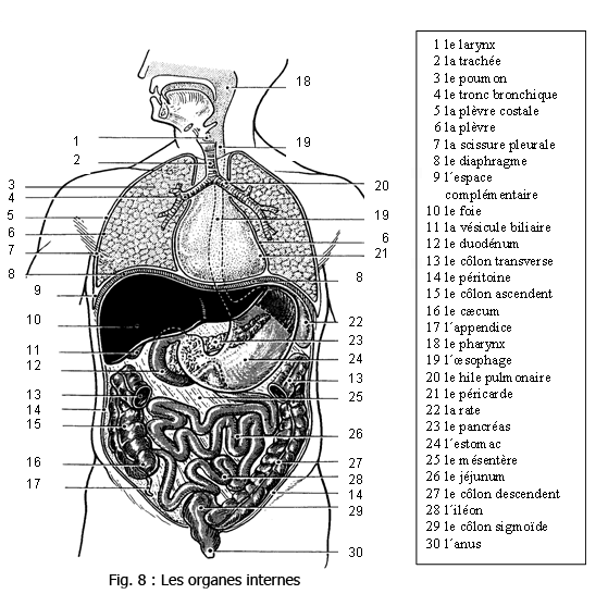 Les organes du corps humain